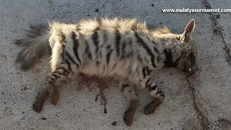 Çizgili sırtlana araç çarptı