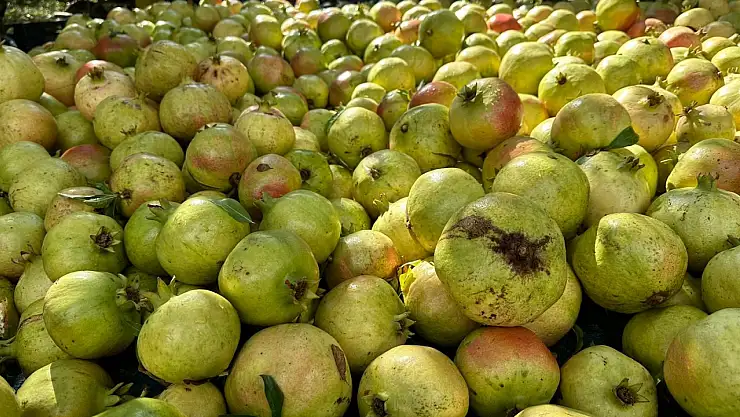 Coğrafi İşaretli Çekirdeksiz Narın Hasadı Başladı