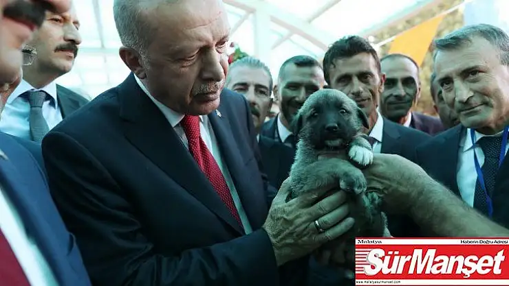 Cumhurbaşkanı Erdoğan'a Kangal yavrusu hediye edildi