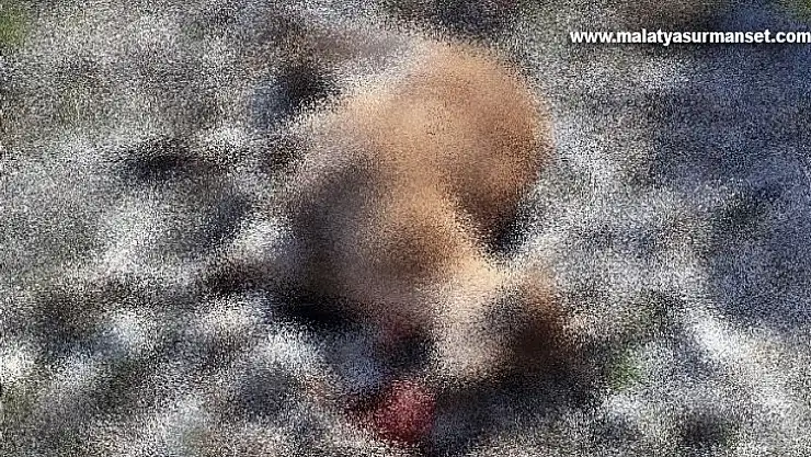 Dağ keçisi avlayan 2 avcıya 758 bin TL ceza