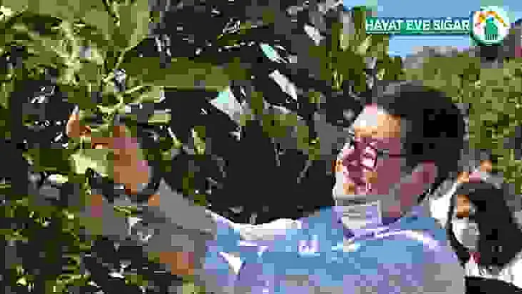Dalaman'da 'Kaya inciri' hasadı