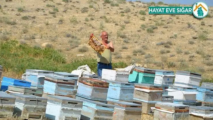 Darendeli Arıcılar, bu yıl verim yüksekliğinden umutlu