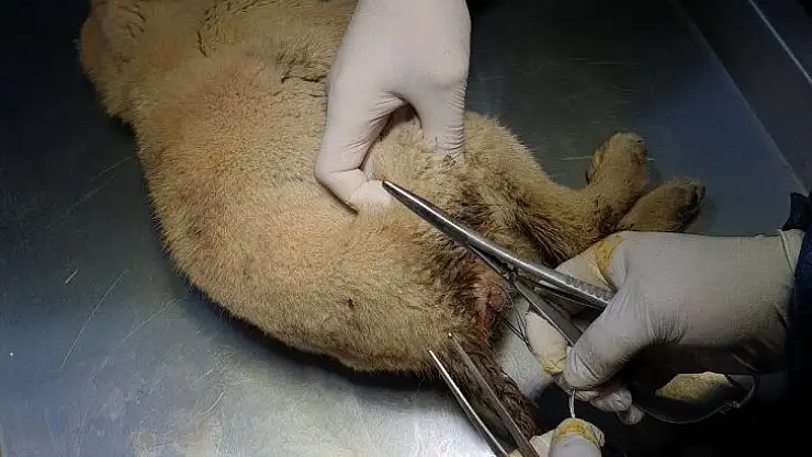 Depremzede yavru köpek sağlığına kavuşturuldu