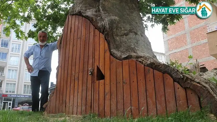 Dev çınar ahşap kapı ile korunuyor