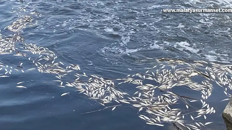 Dicle Nehri'nde telef olan binlerce balık su yüzeyine çıktı