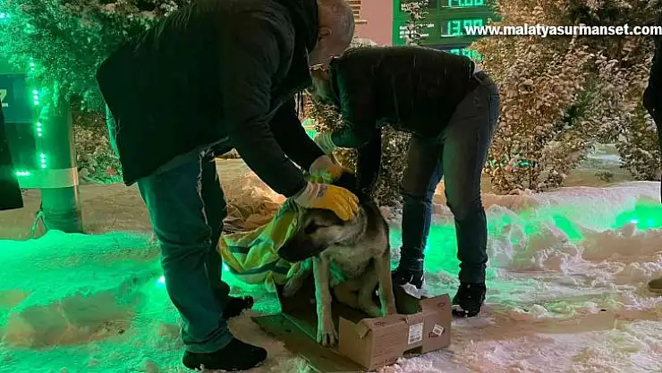 Diyarbakır Büyükşehir Belediyesi sokak hayvanlarını yalnız bırakmadı