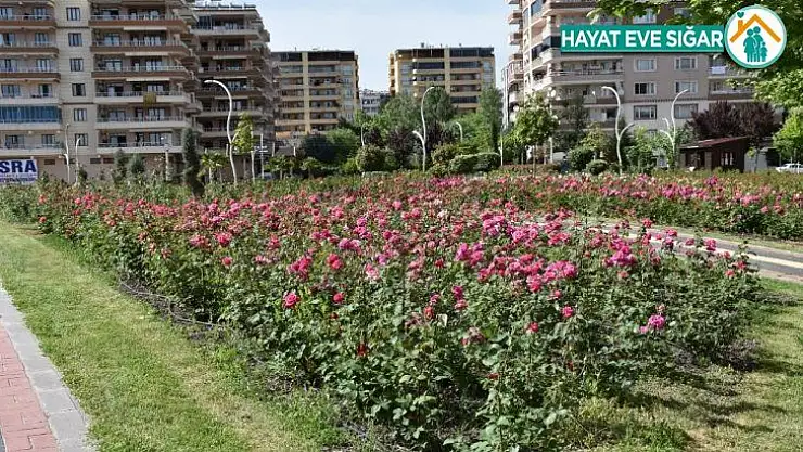 Diyarbakır'da 12 dönümlük alanda 25 gül çeşidi yetiştiriliyor