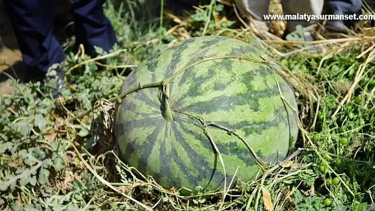 Diyarbakır'da 30 bin dekarda 121 ton karpuz hasadı