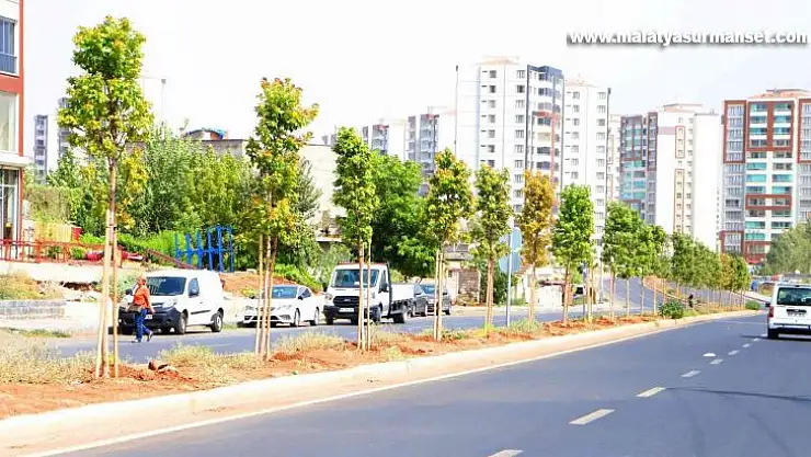 Diyarbakır'da 349 ağaç toprakla buluşturuldu
