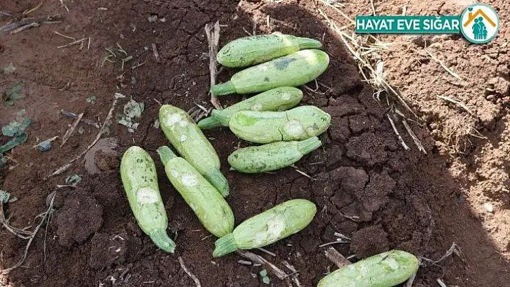 Diyarbakır'da çiftçileri dolu vurdu