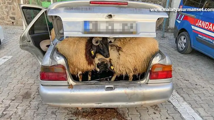 Diyarbakır'da koyun hırsızı JASAT ekiplerinden kaçamadı