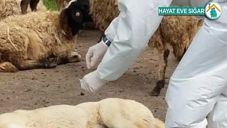 Diyarbakır'da kuduz aşılama kampanyası
