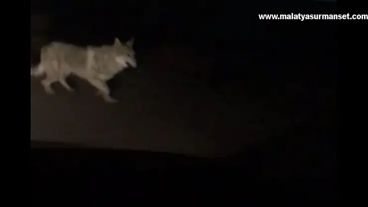 Diyarbakır'da kurt sürüsü kente indi