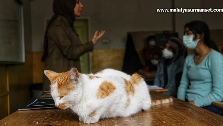 Diyarbakır'da tedavi edilen kediler, okulun maskotu oldu