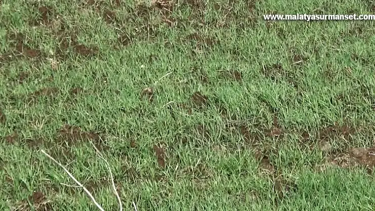 Diyarbakır'da yağışlar yüzde 42 arttı, kuraklık endişesi olan çiftçiye umut oldu