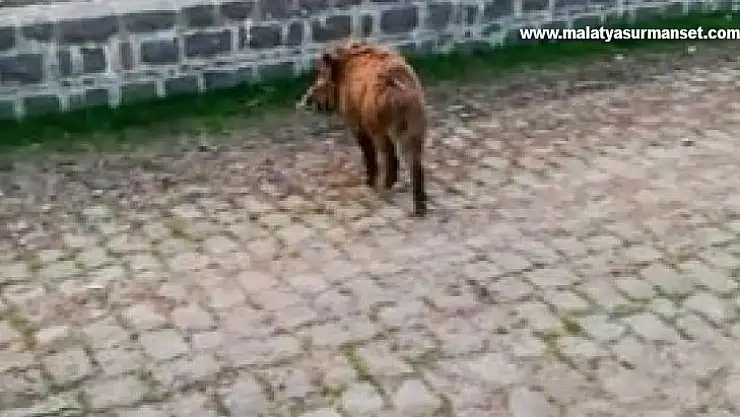 Diyarbakır'da yolunu şaşıran domuzlar doğaya salındı