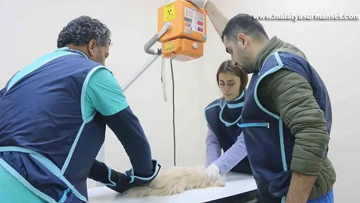 Diyarbakır'daki hayvan hastanesi, bölgede yabani ve evcil hayvanlara sağlık üssü oldu