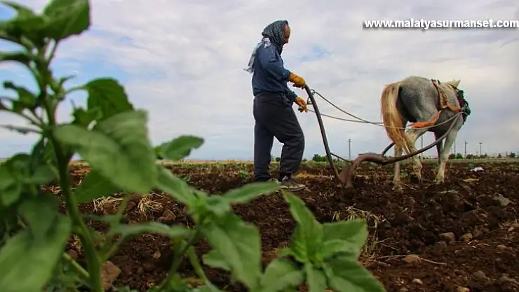 Diyarbakırlı çiftçi kara sabandan vazgeçemiyor