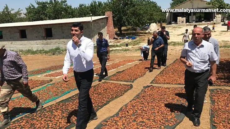 Doğanşehir'de kayısı hasadında sona doğru