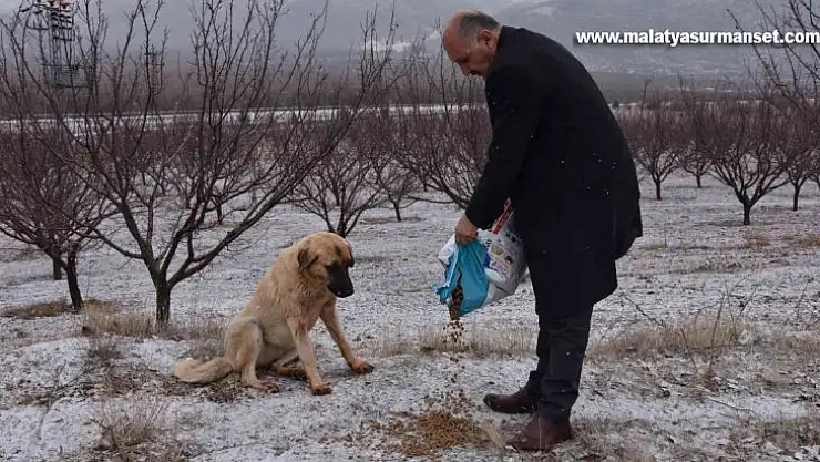 Doğanşehir'de sokak hayvanlarını unutmadı