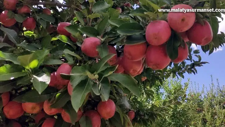 Doğanşehir elmasında hasat zamanı