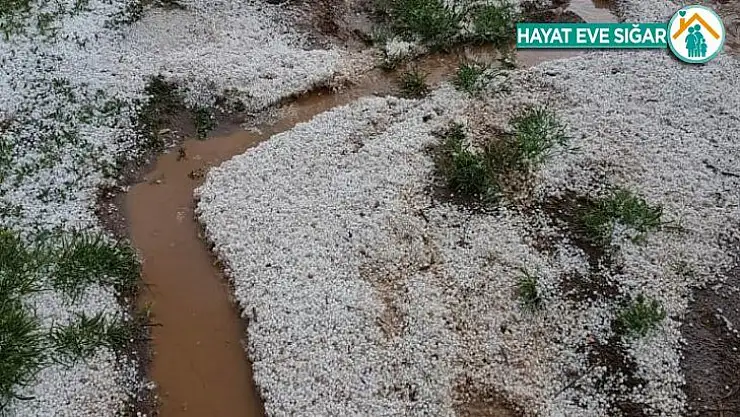 Dolu ekinlere büyük zarar verdi