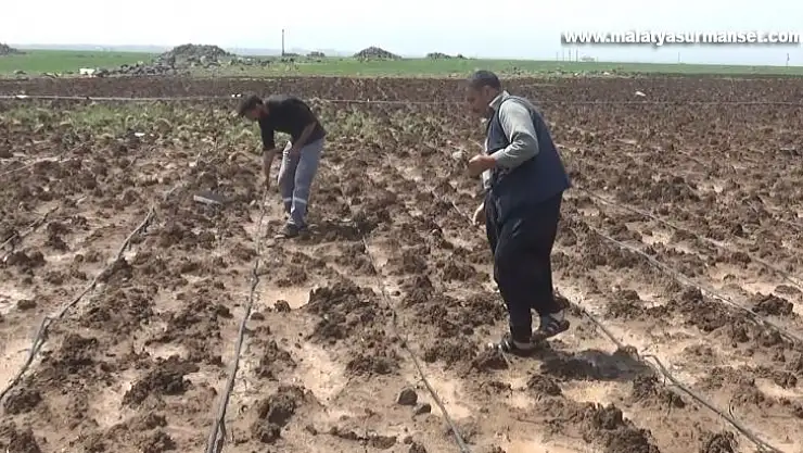 Dolu yağışı ekili arazileri vurdu