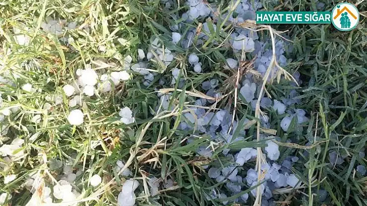Dolu yağışı ekinlere zarar verdi