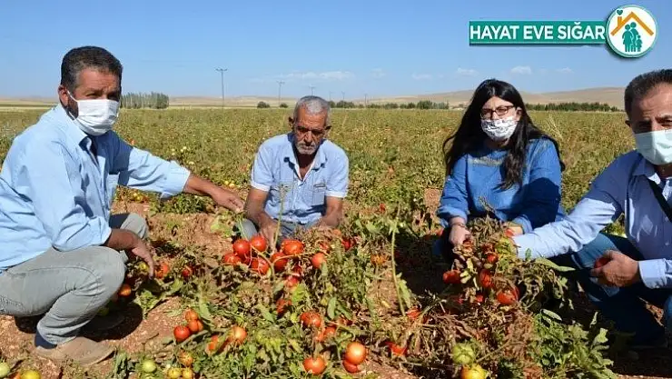 Domates tarlada 50 kuruş, manavda 3 TL