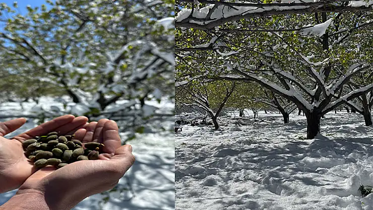 Çiftçilerin Beklediği Karar Çıktı Don Zararları Karşılanacak