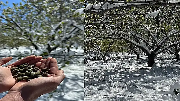 Don Zararı Ödemeleri Önümüzdeki Hafta Başlıyor