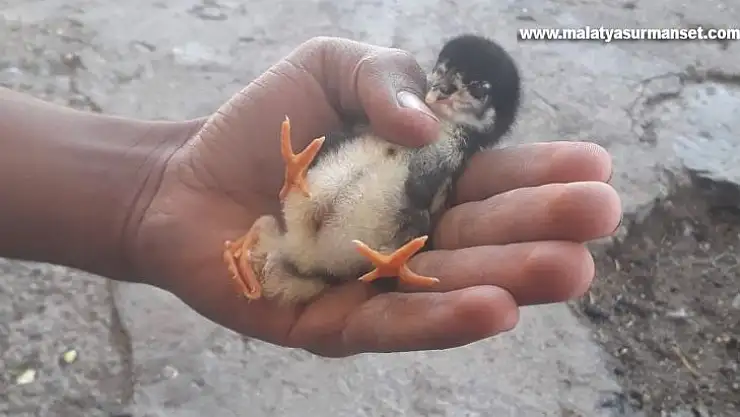 Dört ayaklı civciv görenleri şaşırttı