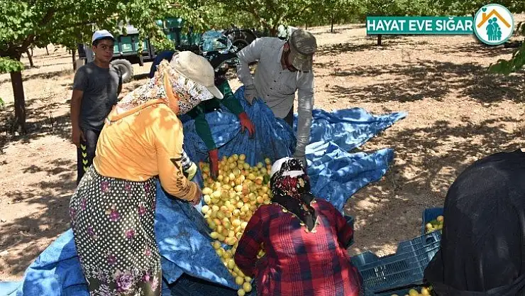 Dünya kayısı başkentinde hasat dönemi başladı