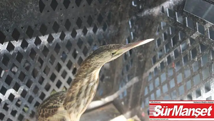 Dünyada nesli tükenmekte olan kuş Adıyaman'da görüldü