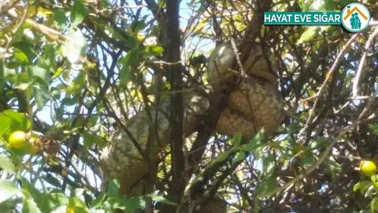 Dünyanın en zehirli yılanlarından koca engerek Malatya'da görüldü