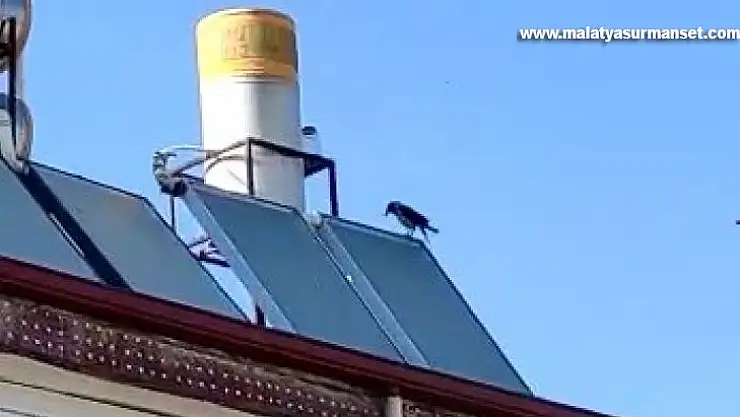 Elazığ'da 'Allah' diye bağıran karga görenleri hayretler içinde bıraktı