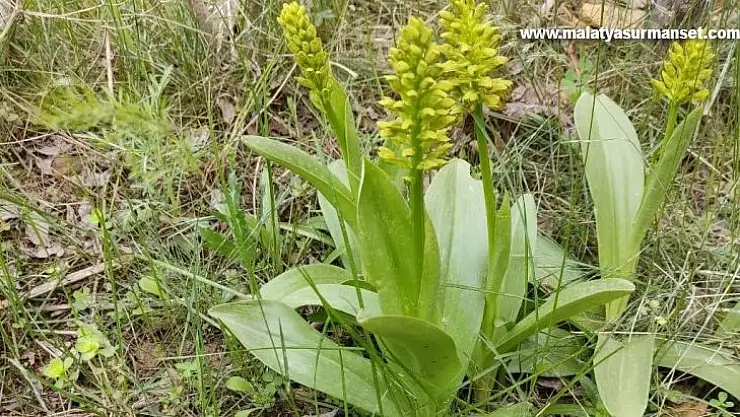 Elazığ'da  biyoçeşitlilik izleme çalışmaları sürüyor