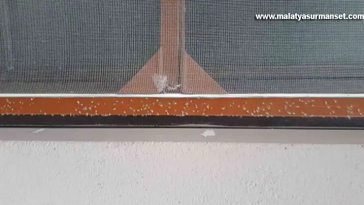 Elazığ'da 'yaprak biti' bahçe ve evleri sardı, ekipler çalışma başlattı