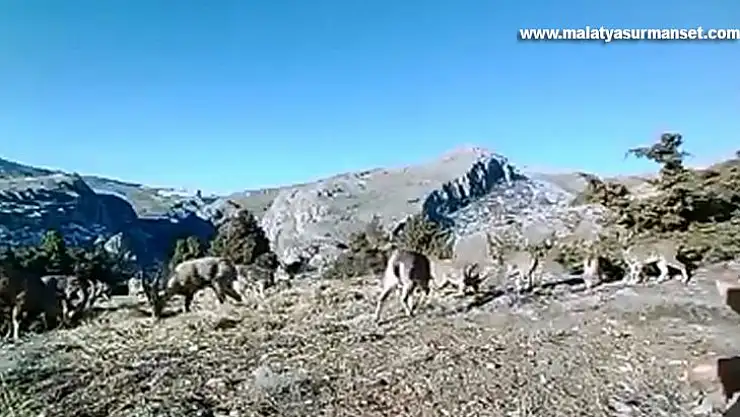 Elazığ'da 11 aylık yaban hayatı fotokapanlara yansıdı