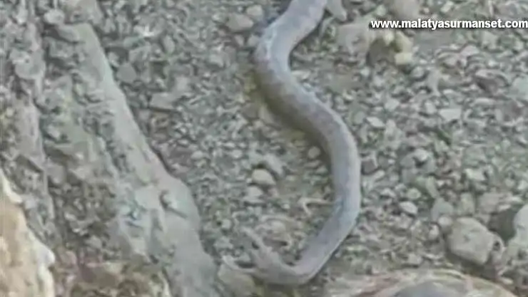 Elazığ'da 2 metrelik yılan ve kaplumbağa birlikte görüntülendi