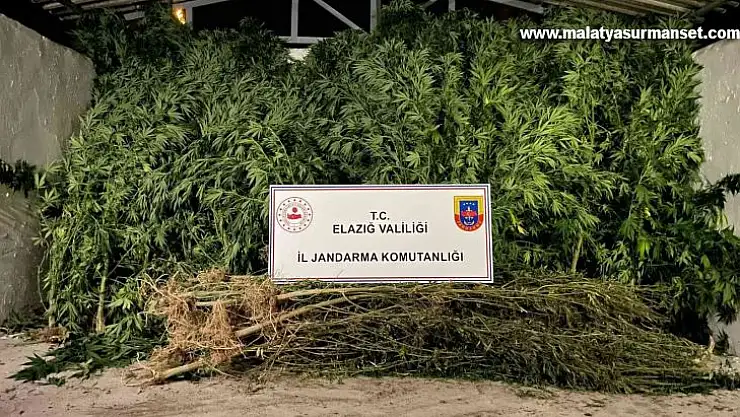 Elazığ'da 68 kök kenevir ve 25 kilogram kubar esrar ele geçirildi