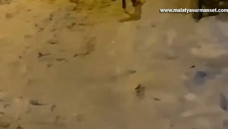 Elazığ'da aç kalan tilki şehre indi sokak sokak gezdi