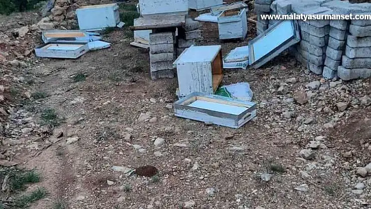 Elazığ'da ayılar arı kovanlarını parçaladı