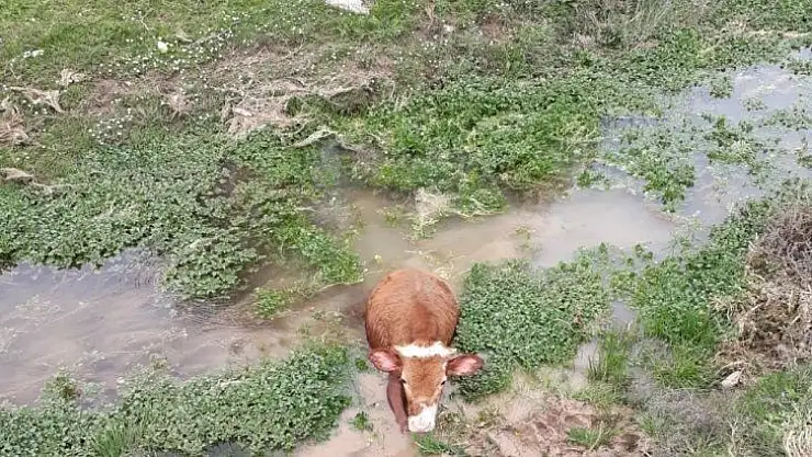 Elazığ'da bataklığa saplanan buzağıyı İmam kurtardı