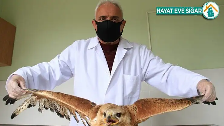 Elazığ'da bitkin düşen 'Kartal' tedavi altına alındı