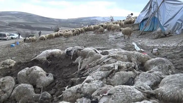 Elazığ'da çiçek hastalığı 600'den fazla koyunu telef etti