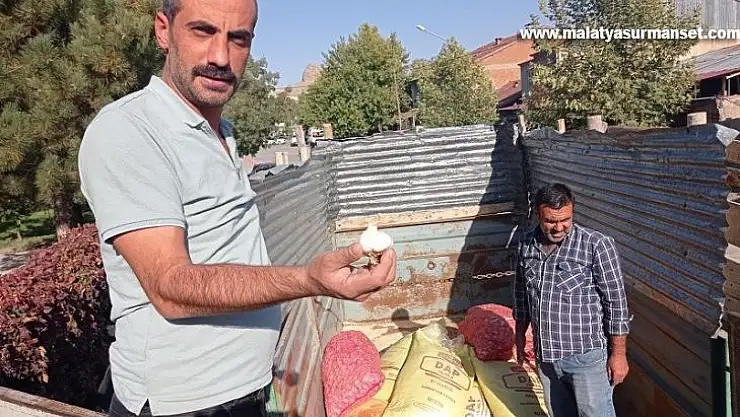 Elazığ'da çiftçilere yüzde 75 hibeli sarımsak tohumu dağıtıldı