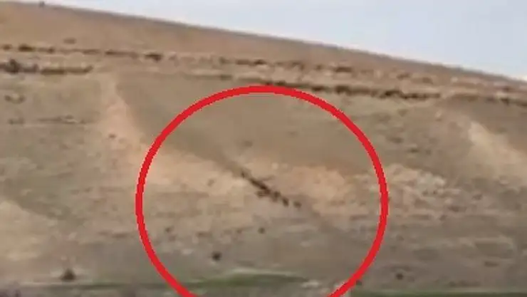 Elazığ'da domuz sürüsü görüntülendi