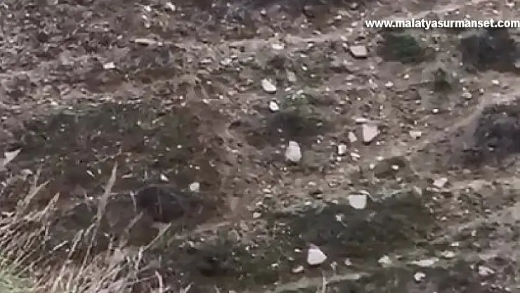 Elazığ'da domuz ve yavruları görüntülendi
