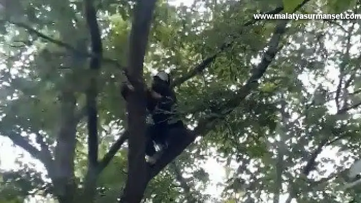 Elazığ'da gülümseten ceviz silkeleme anlatımı